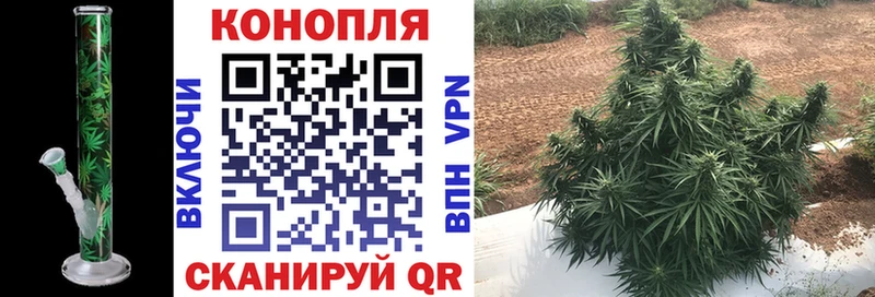 купить наркоту  Волхов  Бошки Шишки планчик 